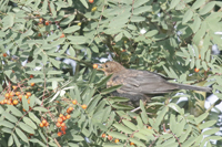 Turdus merula